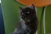 รูปย่อ ขายลูกแมวเปอร์เซียสีดำและสีกระดองเต่า รูปที่2