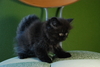 รูปย่อ ขายลูกแมวเปอร์เซียสีดำและสีกระดองเต่า รูปที่6