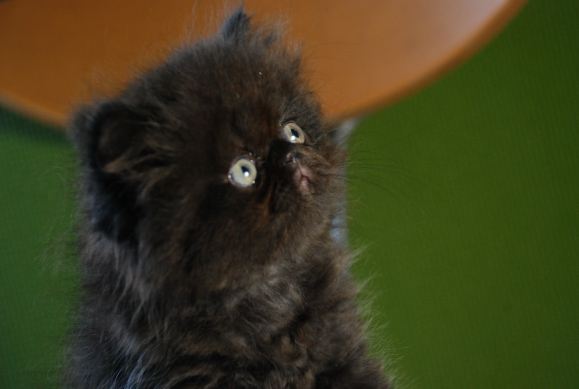 ขายลูกแมวเปอร์เซียสีดำและสีกระดองเต่า รูปที่ 1