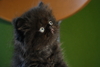 รูปย่อ ขายลูกแมวเปอร์เซียสีดำและสีกระดองเต่า รูปที่1