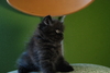 รูปย่อ ขายลูกแมวเปอร์เซียสีดำและสีกระดองเต่า รูปที่5