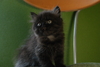 รูปย่อ ขายลูกแมวเปอร์เซียสีดำและสีกระดองเต่า รูปที่3