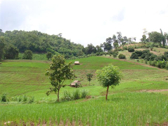 ไร่ชาเชียงใหม่ 270 ไร่(270 Rai of tea plantation in Chiang Mai)  รูปที่ 2