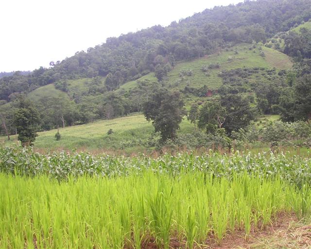 ไร่ชาเชียงใหม่ 270 ไร่(270 Rai of tea plantation in Chiang Mai)  รูปที่ 6
