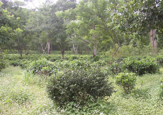 ไร่ชาเชียงใหม่ 270 ไร่(270 Rai of tea plantation in Chiang Mai)  รูปที่ 3