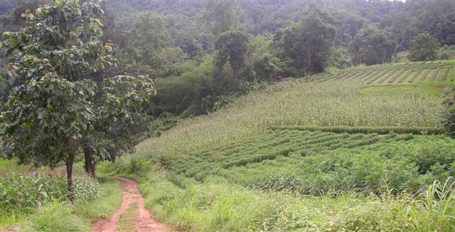 ไร่ชาเชียงใหม่ 270 ไร่(270 Rai of tea plantation in Chiang Mai)  รูปที่ 5