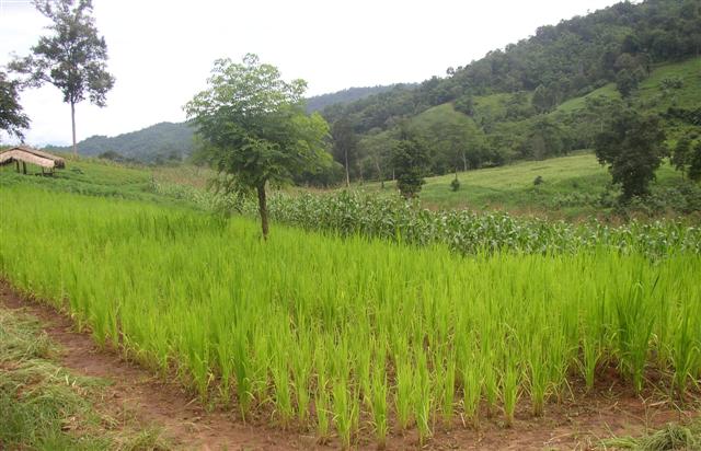 ไร่ชาเชียงใหม่ 270 ไร่(270 Rai of tea plantation in Chiang Mai)  รูปที่ 7