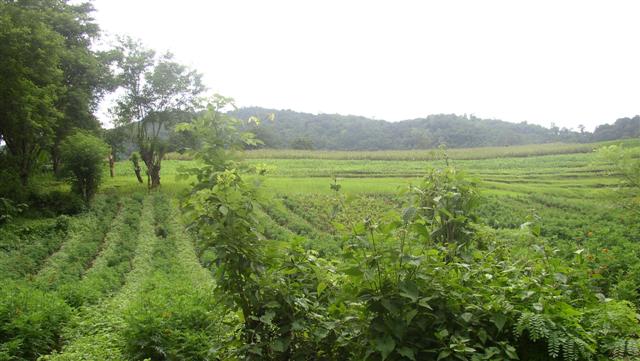 ไร่ชาเชียงใหม่ 270 ไร่(270 Rai of tea plantation in Chiang Mai)  รูปที่ 4
