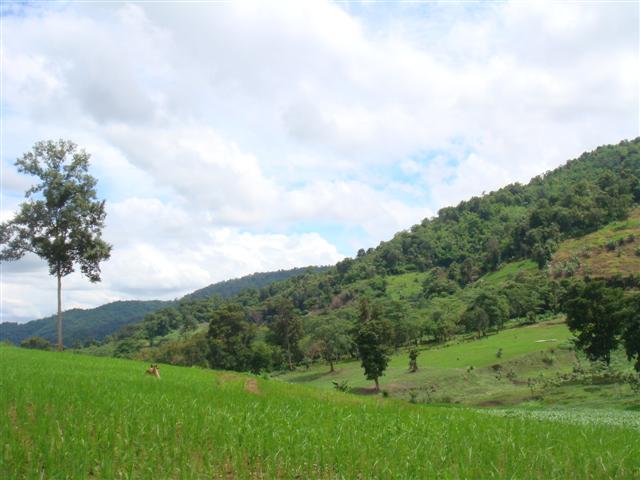 ไร่ชาเชียงใหม่ 270 ไร่(270 Rai of tea plantation in Chiang Mai)  รูปที่ 1