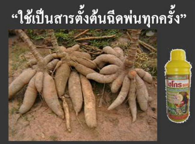 ปุ๋ยไฮโกร อาหารพืช ราคาถูก รูปที่ 4