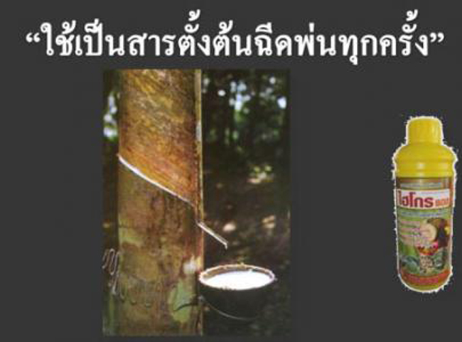 ปุ๋ยไฮโกร อาหารพืช ราคาถูก รูปที่ 6