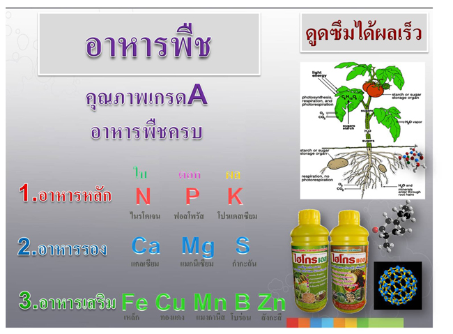 ปุ๋ยไฮโกร อาหารพืช ราคาถูก รูปที่ 2