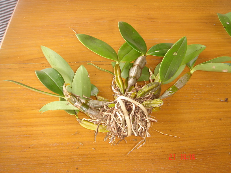 ช้างกระเมืองตากเป็นกอ  เอื้องมรกต เอื้องสายน้ำนม เอื้องมัจฉาเหลือง  รูปที่ 4