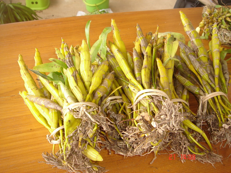 ช้างกระเมืองตากเป็นกอ  เอื้องมรกต เอื้องสายน้ำนม เอื้องมัจฉาเหลือง  รูปที่ 5
