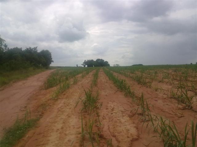 ที่ดินแปลงใหญ่ อ.ปักธงชัย(Pak Thong Chai district a large plot of land) รูปที่ 4