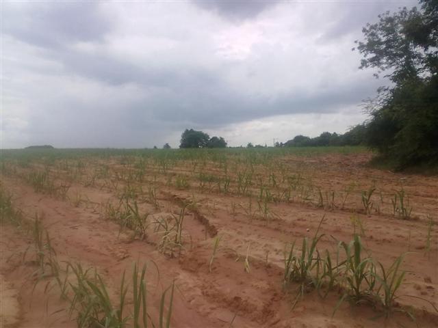ที่ดินแปลงใหญ่ อ.ปักธงชัย(Pak Thong Chai district a large plot of land) รูปที่ 3