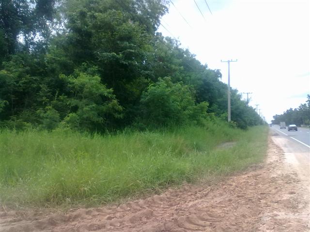 ที่ดินแปลงใหญ่ อ.ปักธงชัย(Pak Thong Chai district a large plot of land) รูปที่ 5