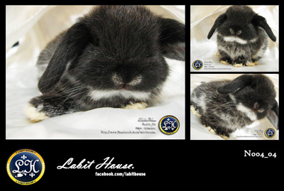 ขายกระต่ายฮอลแลนด์ลอป 100 จาก Labit House รูปที่ 5