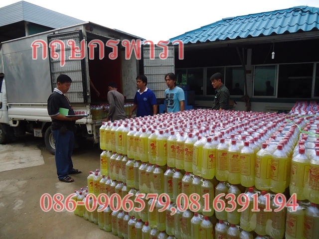 กฤษกรพารา>กรดสู้ฝนตราเสือ รูปที่ 4