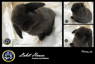 ขายกระต่ายฮอลแลนด์ลอป 100 จาก Labit House รูปที่ 4