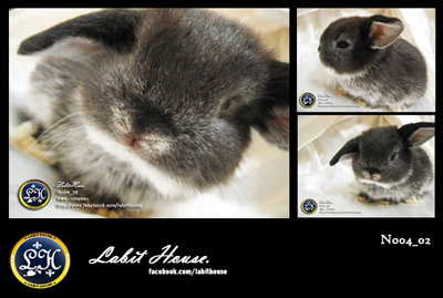 ขายกระต่ายฮอลแลนด์ลอป 100 จาก Labit House รูปที่ 3