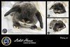 รูปย่อ ขายกระต่ายฮอลแลนด์ลอป 100 จาก Labit House รูปที่1
