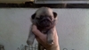 รูปย่อ จำหน่ายลูกสุนัขพันธุ์ Pug ลูก TH.CH. THE ROCK ครับ รูปที่3