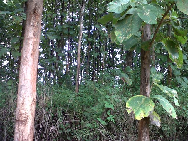 สวนไม้สักพร้าว เชียงใหม่(Teak garden Phrao Chiang Mai)  รูปที่ 2