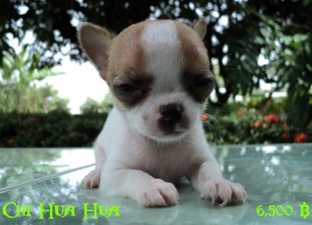 Chi Hua Hua น่ารักอ่ะ รูปที่ 1