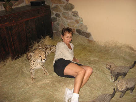  Male and Female (Cheetahs, Serval and F1 Savannah kittens) รูปที่ 1