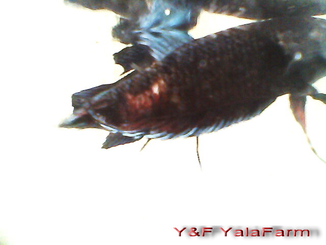Yala Betta Team ยะลาปลากัดเก่ง รูปที่ 5
