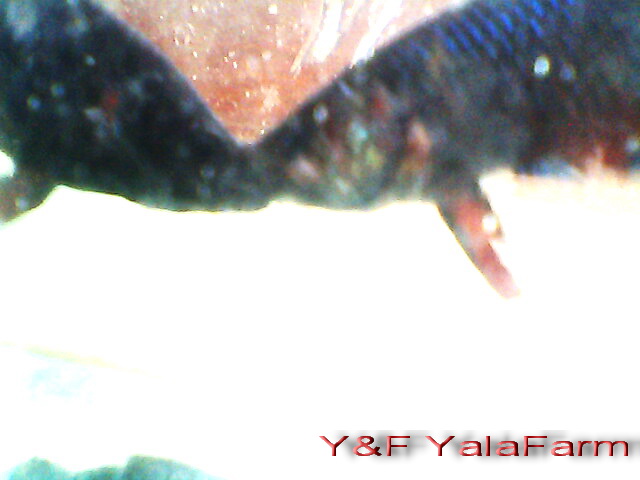 Yala Betta Team ยะลาปลากัดเก่ง รูปที่ 4