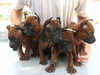 รูปย่อ ขายลูกสุนัขไทยหลังอานสีสวาด/กลีบบัว/ลายเสือ/แดงมะขาม/สีดำ ที่ 0850-829829 รูปที่1