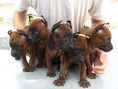ขายลูกสุนัขไทยหลังอานสีสวาด/กลีบบัว/ลายเสือ/แดงมะขาม/สีดำ ที่ 0850-829829