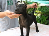รูปย่อ ขายลูกสุนัขไทยหลังอานสีสวาด/กลีบบัว/ลายเสือ/แดงมะขาม/สีดำ ที่ 0850-829829 รูปที่7