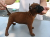 รูปย่อ ขายลูกสุนัขไทยหลังอานสีสวาด/กลีบบัว/ลายเสือ/แดงมะขาม/สีดำ ที่ 0850-829829 รูปที่2