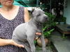 รูปย่อ ขายลูกสุนัขไทยหลังอานสีสวาด/กลีบบัว/ลายเสือ/แดงมะขาม/สีดำ ที่ 0850-829829 รูปที่4
