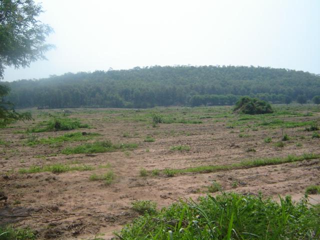 ที่ดินสวย 300 ไร่เชียงคำ พะเยา(Phayao 300 rai of land) รูปที่ 4