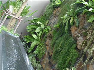 รับจัดสวนแนวตั้ง (Vertical Garden)  แบบติดผนัง (Green wall)  รูปที่ 6