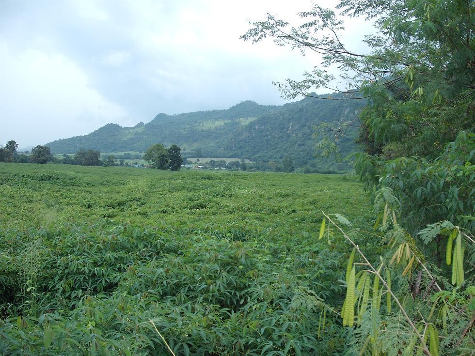 ขายที่ดิน เขาใหญ่ แปลงสวยด้านหลังติดภูเขา 35 ไร่ หน้ากว้าง 70 เมตร ทำเลดีมาก บรรยากาศร่มรื่นเย็นสบาย เหมาะสร้างรีสอร์ท คุ้มค่าการลงทุน   รูปที่ 4