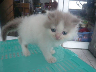 ขายลูกแมวเปอร์เซียแท้ๆ ฉลาด นิสัยดี  รูปที่ 4