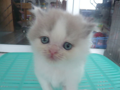 ขายลูกแมวเปอร์เซียแท้ๆ ฉลาด นิสัยดี  รูปที่ 5