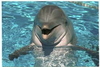 รูปย่อ บัตรโชว์ปลาโลมา PATTAYA DOLPHIN WORLD& RESORT รูปที่2