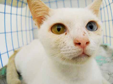 ขาย รกแมวติดลูกกรอกแมว ครับ แม่แมวเป็นขาวมณีตาสีฟ้าเหลือง รูปที่ 1