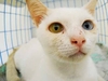 รูปย่อ ขาย รกแมวติดลูกกรอกแมว ครับ แม่แมวเป็นขาวมณีตาสีฟ้าเหลือง รูปที่1