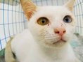 ขาย รกแมวติดลูกกรอกแมว ครับ แม่แมวเป็นขาวมณีตาสีฟ้าเหลือง