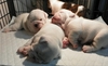 รูปย่อ Bulldog คอกล่าสุดลูกของ AM.TH.CH. Dreamer พร้อมเปิดให้เข้าดูได้แล้วครับ รูปที่3