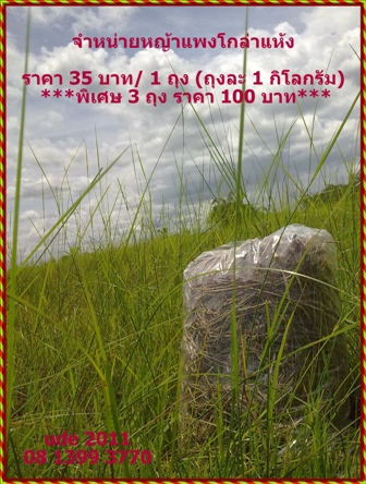 ขายหญ้าแพงโกล่า รูปที่ 4
