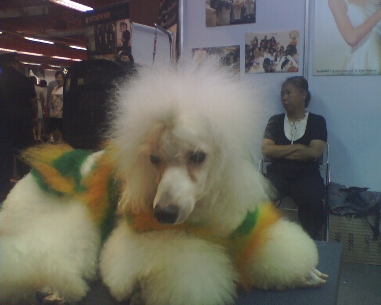 ฝึกสุนัขและรับฝากเลี้้ยงสุนัขทุกสายพันธุ์ รูปที่ 5