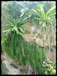 สวนแนวตั้ง (Vertical Garden) ผนังสีเขียว (Green wall) รูปที่ 7